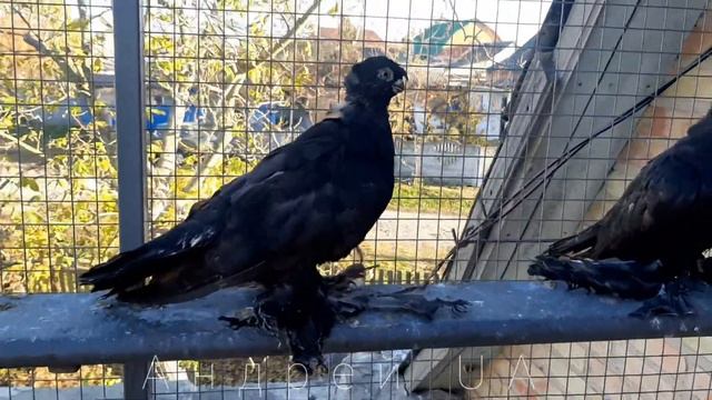 Голуби Узбекские Двухчубые смотреть онлайн