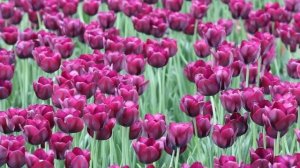 Невероятно красивая! Потрясающая музыка для души! Сборник невероятно красивой музыки для души!