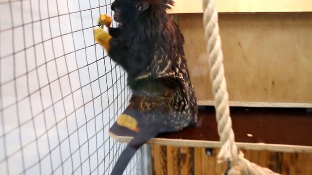 Обезьянки мило кушают смотреть онлайн