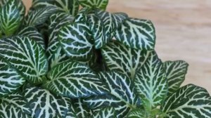 Фиттония - секреты и особенности ухода в домашних условиях.