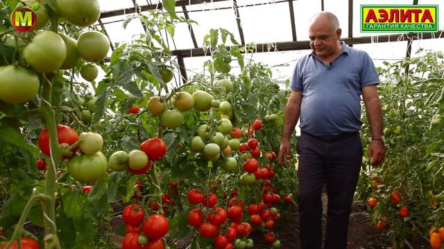 СЕКРЕТЫ ВЫРАЩИВАНИЯ ГИБРИДА ТОМАТА ? Ласковый Миша F1 смотреть онлайн