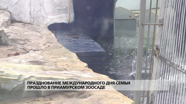 Празднование Международного дня семьи прошло в Приамурском зоосаде смотреть онлайн