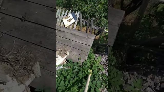 Плоскорез-коза и хмель на щебенке. смотреть онлайн