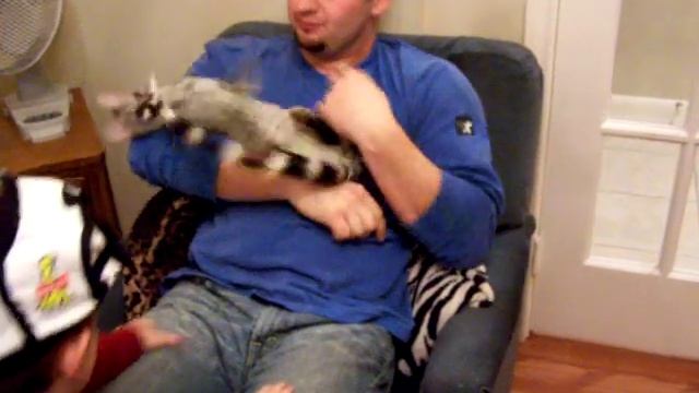 Our Exotic Pet Spotted Genet love смотреть онлайн