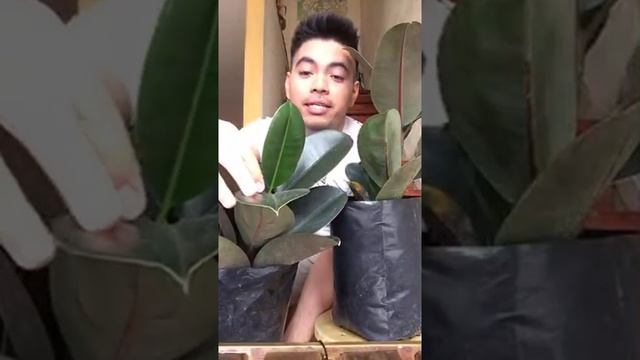 Cuidados Básicos del Ficus Robusta-Elástica смотреть онлайн