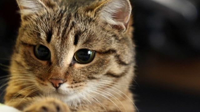 Мой любимый Филя. Шотландские коты и кошки,о породе смотреть онлайн