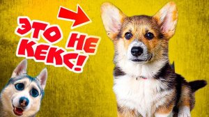НАСТОЯЩЕЕ ИМЯ КОРГИ КЕКСА!! (Хаски Бандит) Говорящая собака