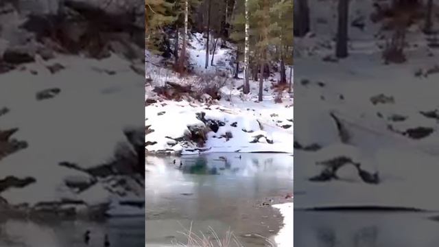 Чемал. Алтай. смотреть онлайн