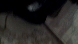 Как вызвать египетского кота днем ОН РЕАЛЬНО ПРИШЕЛ♡♡♡♡♡♡