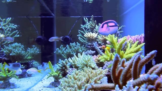 A Reef in the Sky 4: Aquarium смотреть онлайн