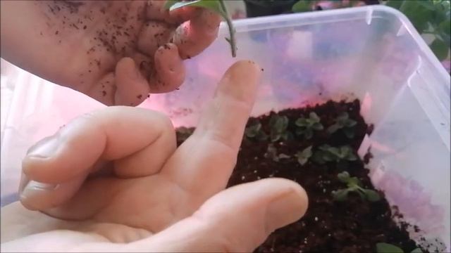 Черенкование  вегетативных петуний. Занесла хризантемы домой.