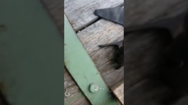 Летучие мыши днём спят!!! смотреть онлайн