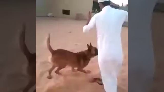 ДОМАШНИЕ ЖИВОТНЫЕ АРАБОВ смотреть онлайн