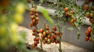 Томат Гранатовая капля