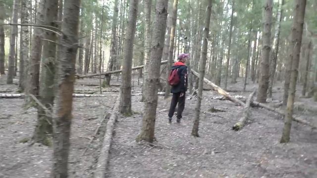 Прогулялись ПО ГРИБЫ В ЛЕС! Грибы Красавцы прям КАК ПИРОЖКИ! смотреть онлайн