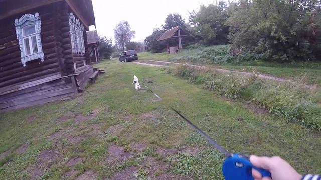 Утренняя прогулка с собакой Джек Рассел Терьер.08 09 2017 год 07-30 время. смотреть онлайн