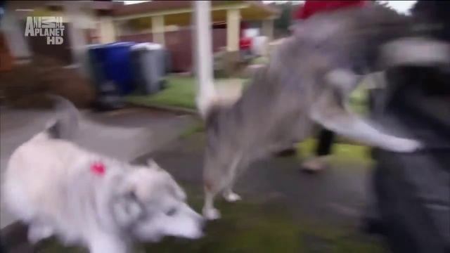 Аляскинский маламут в программе "Dogs 101 (Animal Planet)" смотреть онлайн