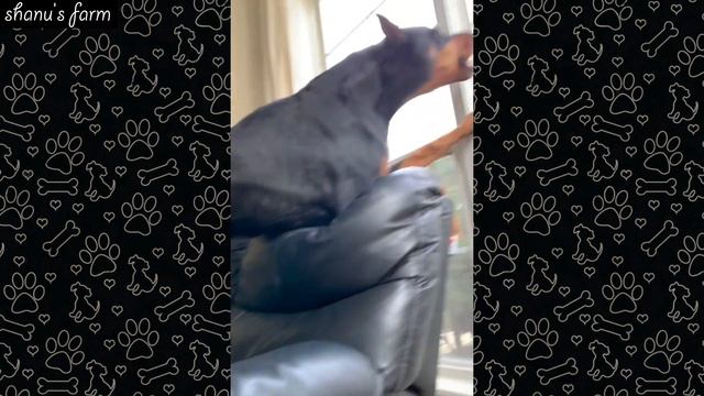 Doberman price in India 2021 | shanu pets and farm смотреть онлайн