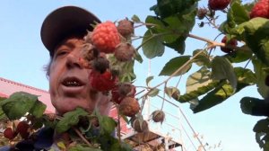 Малина Покуса