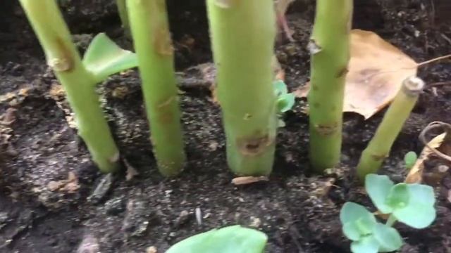 Черенкование очитка видного смотреть онлайн