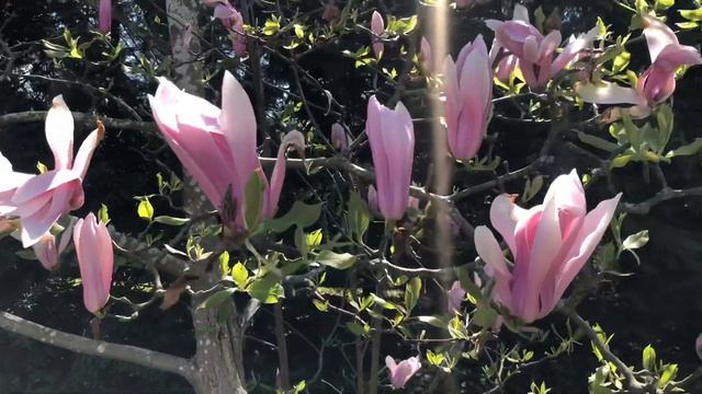Magnolia Tree смотреть онлайн