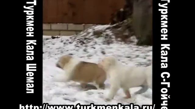 Туркмен Кала С Гойче 002 смотреть онлайн