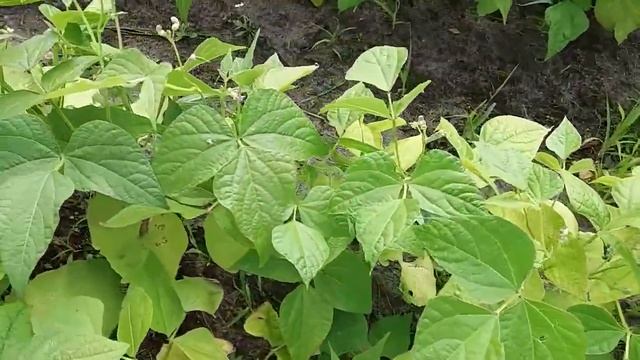 Новый дачный проект. Мечтаем о балконе. Что вырастила Таня смотреть онлайн