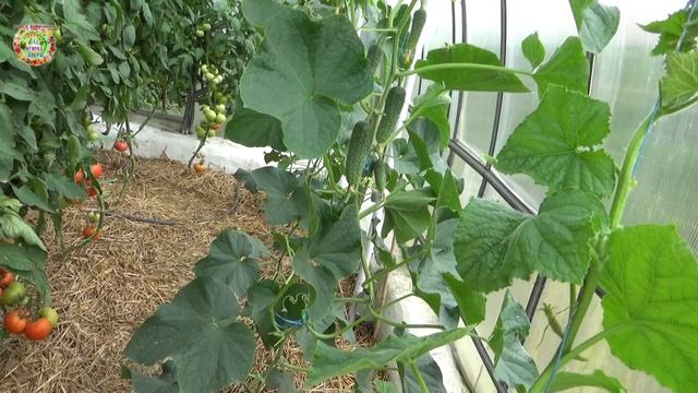 Легко и просто формируем огурцы в один стебель для большого урожая зеленцов смотреть онлайн