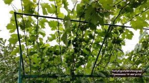 ? Прививка ВИНОГРАДА ЧЕРНЫМ В ЗЕЛЕНОЕ в августе. Обязательно ЭТО буду делать. Подкормка и чеканка.