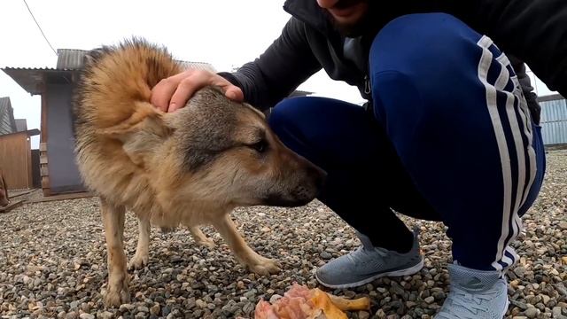 Волк vs человек. wolf/pitbull/man/оскал волка. смотреть онлайн