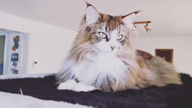 Norwegian Forest Cat: Village and Cats in Wintertime смотреть онлайн