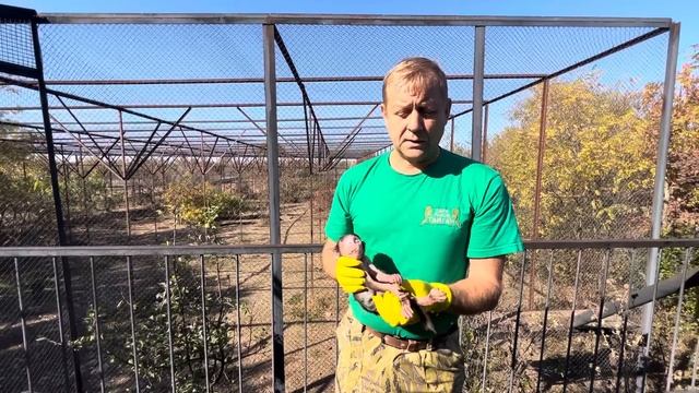 Это видео НЕЛЬЗЯ смотреть детям! Жестокие гамадрилы из Люськиной семьи РАСПРАВИЛИСЬ с МАЛЫШОМ! смотреть онлайн