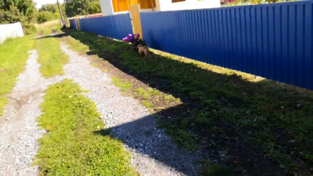 Выгул собаки на длинном поводке. Работа поводком. Зара 8 день. смотреть онлайн