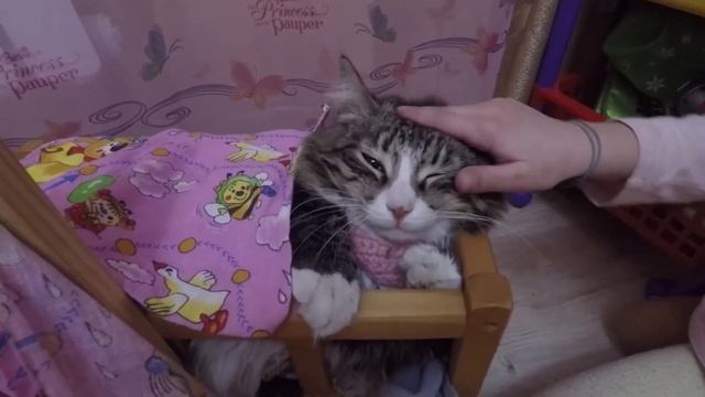 Как уложить кошку спать/Ручная кошка/Приколы с котами смотреть онлайн