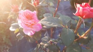 Роза Импрессионист.Цветение в мае.