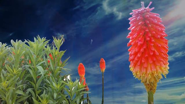 Flores Rojas Tipo #Mazorca De Maiz