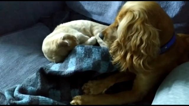 Заправка для салата из авокадо. Салат из редиса и огурцов. смотреть онлайн