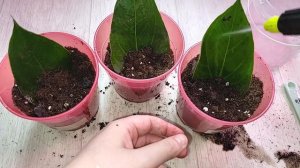 Размножение антуриума листом, главное следовать простым правилам