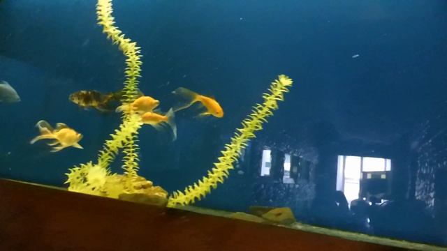 Ростовский зоопарк 2 Ростов на Дону 24 05 2018 step 86 4K смотреть онлайн