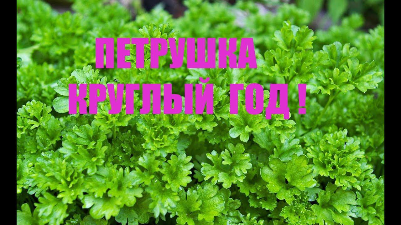 КАК СОХРАНИТЬ ПЕТРУШКУ И ДРУГИЕ ЛИСТОВЫЕ ОВОЩИ ДОЛГО .ПЕТРУШКА КРУГЛЫЙ ГОД смотреть онлайн