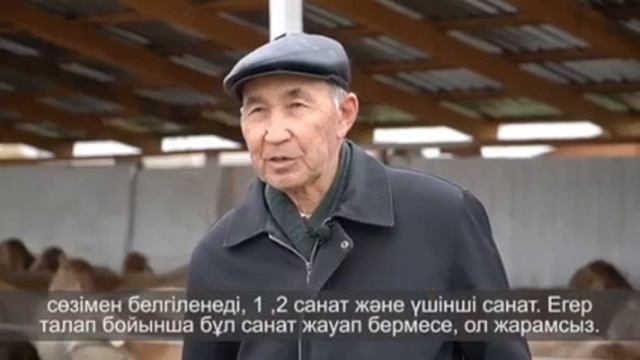 Особенности бонитеровки овец мясо-сального направления продуктивности. смотреть онлайн