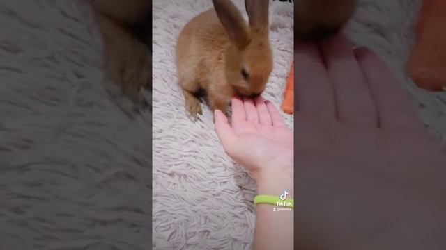 декоративный кролик и хозяин смотреть онлайн