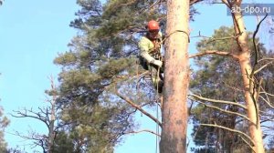 Арбористика. Элементы работы арбориста