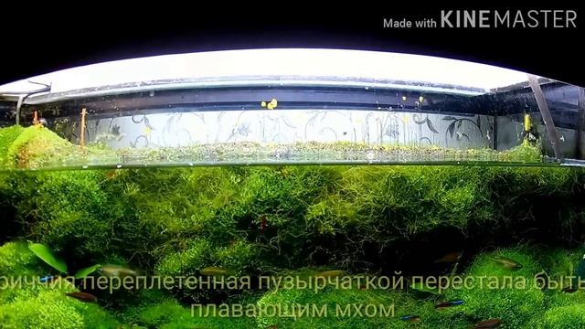 Цветки пузырчатки горбатой в аквариуме / Flowers bubbly hunchback in the aquarium смотреть онлайн