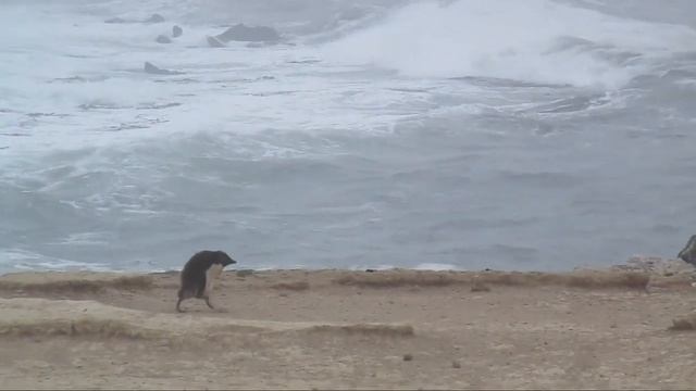 'The Last Picture Show;' Lockdown in the Falkland Islands / Malvinas (2020) смотреть онлайн