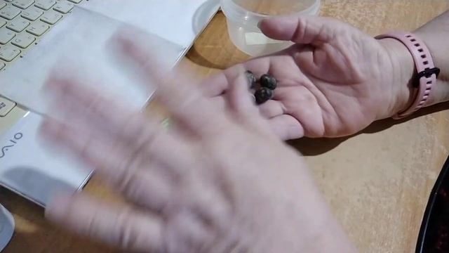 Лавр благородный. Подготовка семян к посадке.
