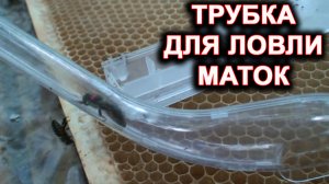 Трубка для ловли и подсадки маток.