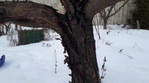 Чёрный ствол у яблони, что это?!