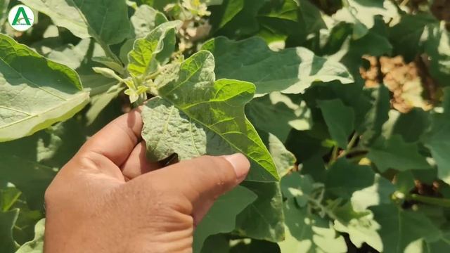 Simodis Insecticide Ka Live Result देखकर होश उड़ जाएगा || Syngenta Simodis New Product ? смотреть онлайн