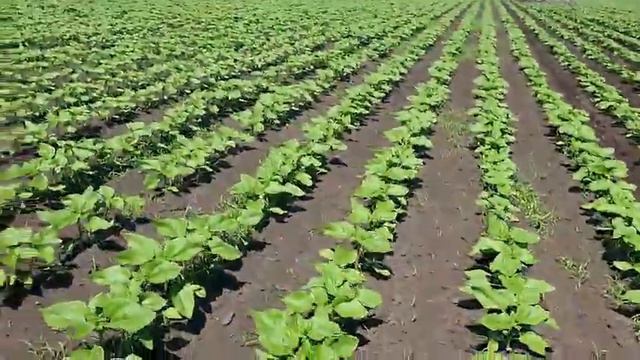 Работа пропашного культиватора SKM Hatzenbichler